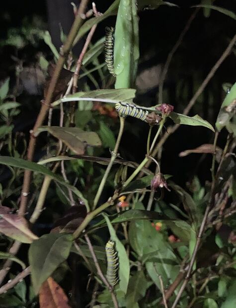 8.	Orugas comiendo de noche. (©Omar Vidal)
