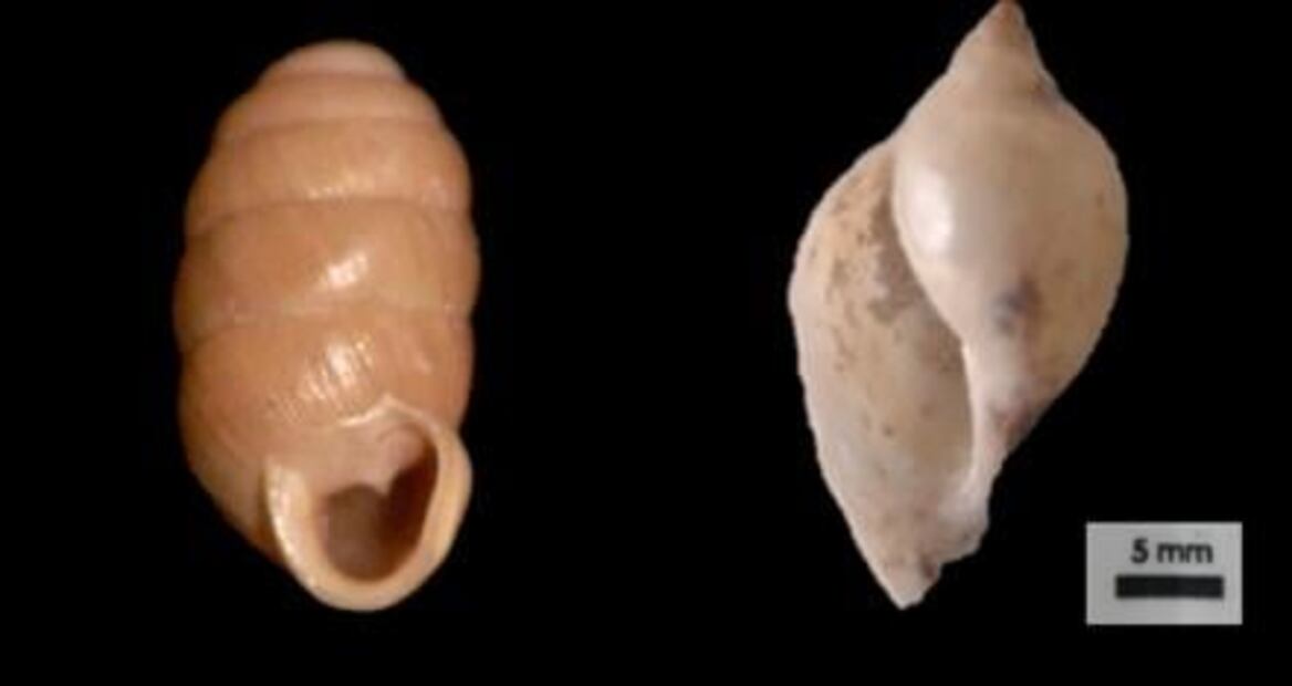 Descubren caracoles de agua dulce en región desértica de San Luis Potosí