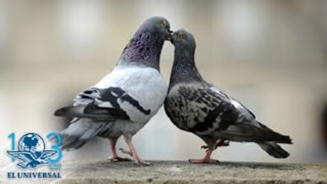 Por sobrepoblación alimentan a palomas con anticonceptivos