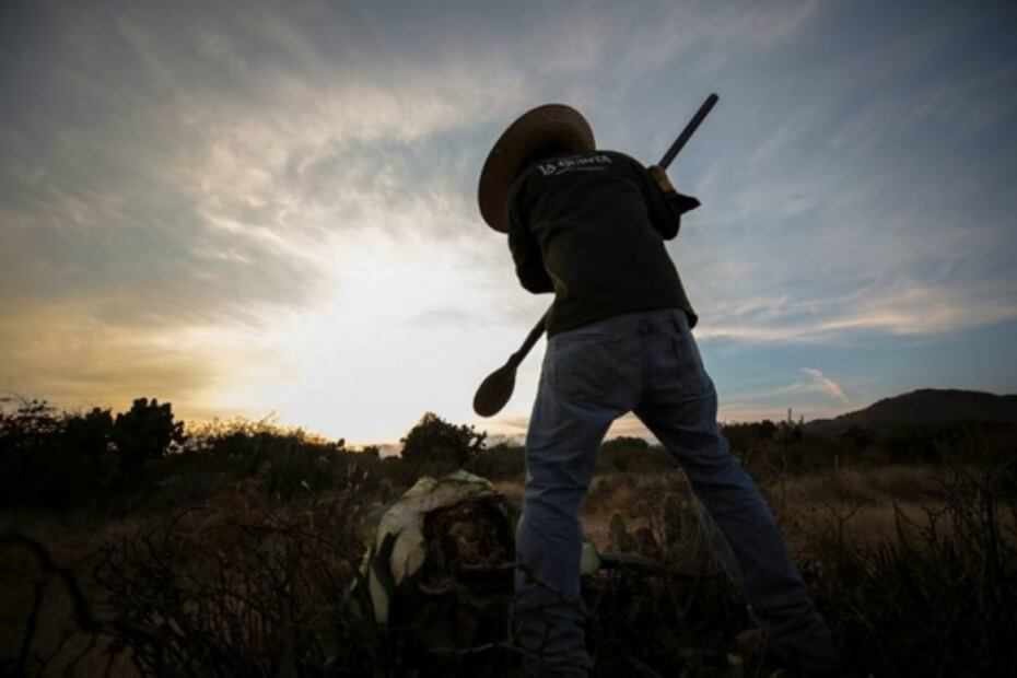 Guanajuato: territorio ancestral para destilar mezcal