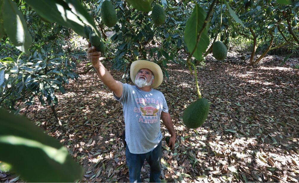 Productores de aguacate en el municipio de Donato Guerra, en el Estado de México, piden apoyo para exportar. Foto: Alejandro Vargas/EL UNIVERSAL