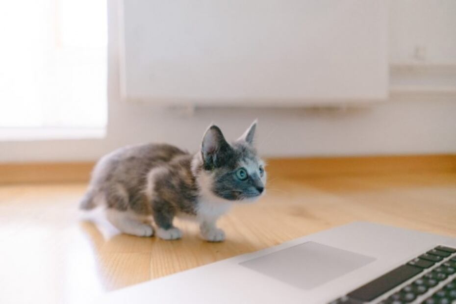 Estas son las razones por las cuales tu gato se puede quedar sordo