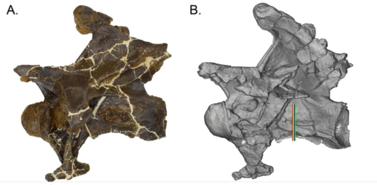 Descubren primera evidencia de un dinosaurio que enfermó de gripe