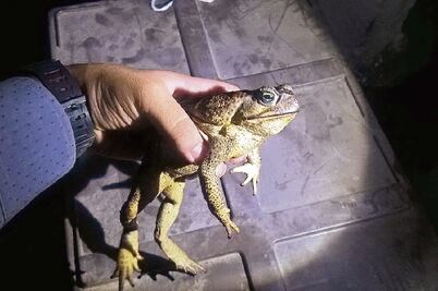 Hallan en autobús 155 animales de especies en riesgo