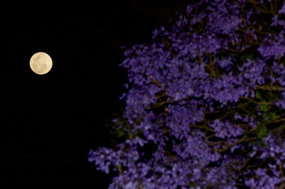 Luna Rosa 5 de abril en CDMX / Foto: Germán Espinosa. EL UNIVERSAL