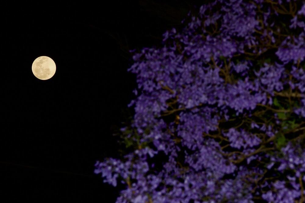 Luna de flores  / Foto: Germán Espinosa. EL UNIVERSAL