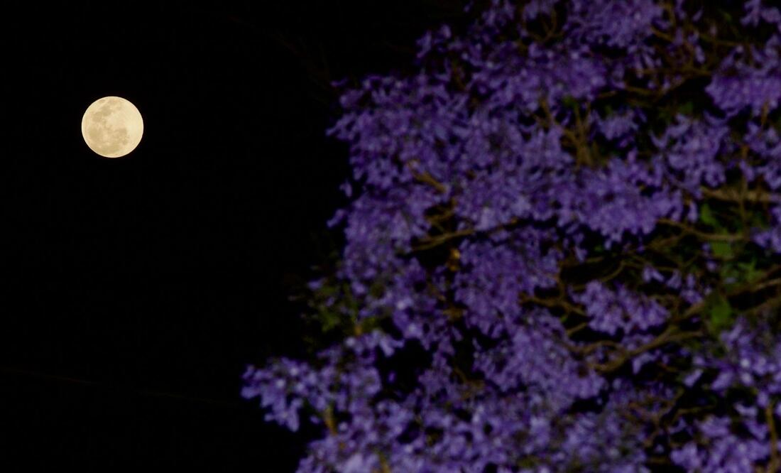 Luna Rosa 5 de abril en CDMX / Foto: Germán Espinosa. EL UNIVERSAL