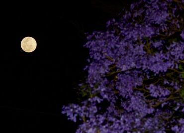 Luna Rosa 2025: así se vio el fenómeno astronómico en México; usuarios comparten sus mejores imágenes
