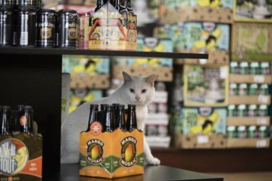 Albergue encuentra el empleo perfecto para gatos huraños