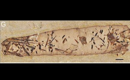 Heces fosilizadas develan dietas del Cretácico