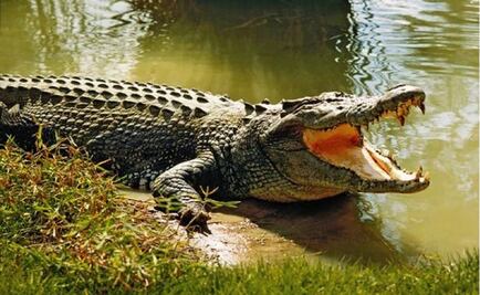 Cocodrilo mata a hombre que jugaba golf en Cancún