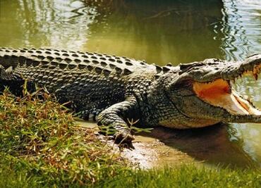 Cocodrilo mata a hombre que jugaba golf en Cancún
