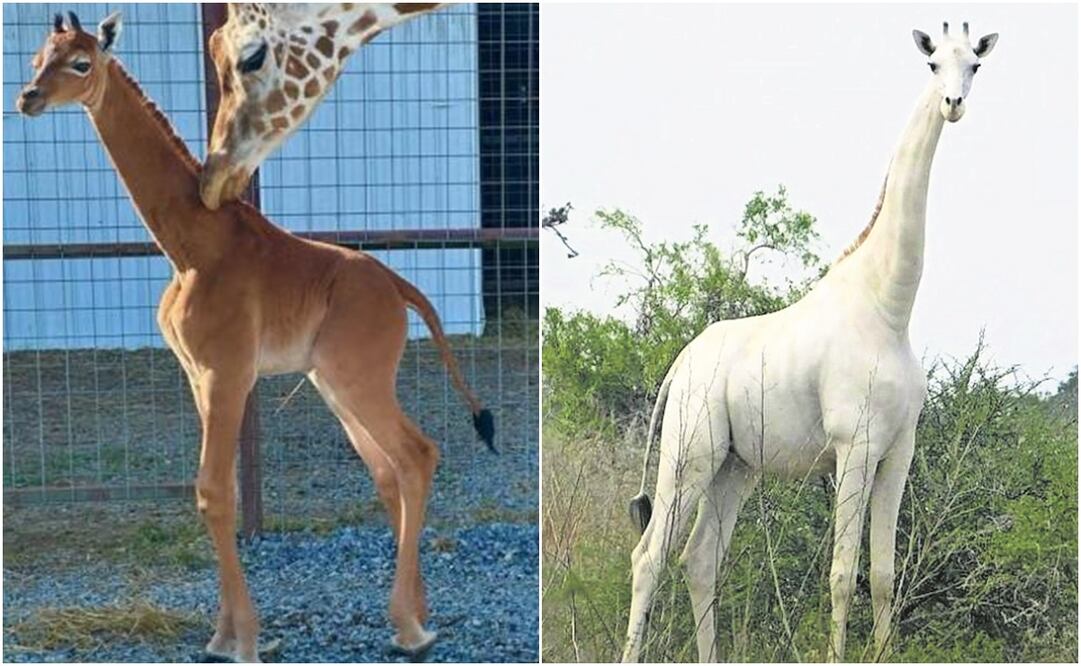 Jirafas más exóticas de las que se ha tenido registro. Foto: Bright's Zoo y Archivo EL UNIVERSAL