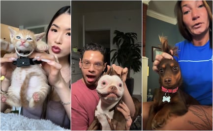 24k Gold Labubu: ¿en qué consiste el nuevo trend de TikTok?; videos de mascotas se viralizan