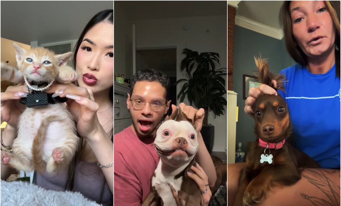 Este nuevo trend incluye a las mascotas de los usuarios y está arrasando en la plataforma. Foto: Capturas de pantalla de TikTok