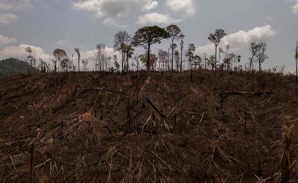 Plan de reforestación COP26 ¿basado en "Sembrando Vida"... o en idea de 2014 en Nueva York?