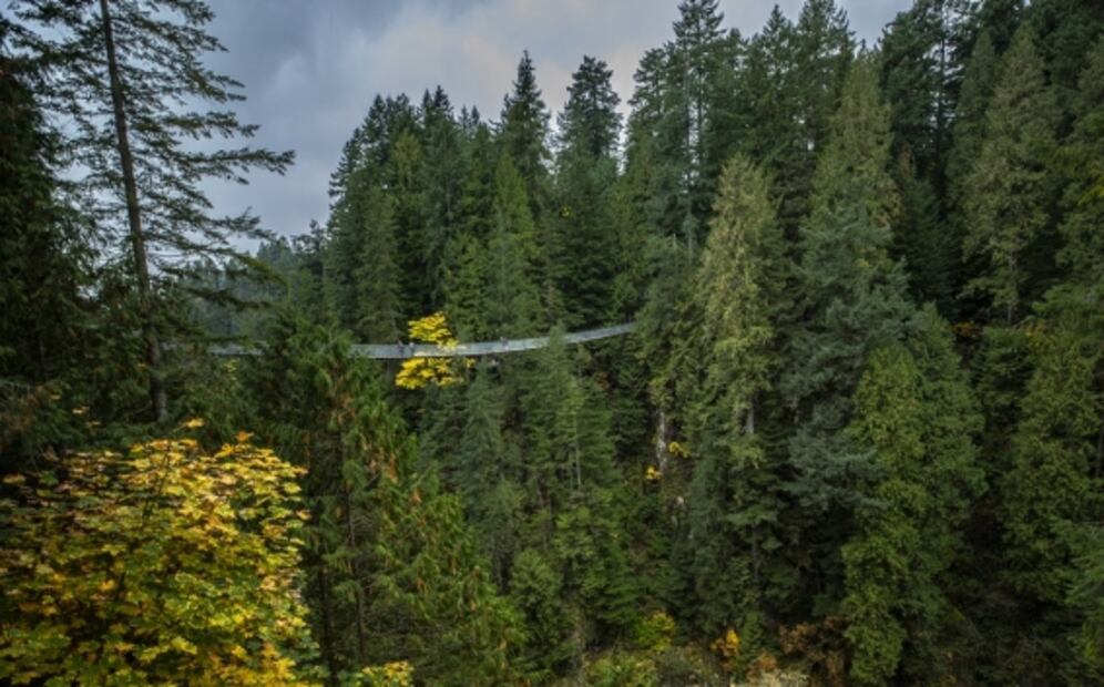 En Vancouver, visita el Capilano y otros puentes colgantes rodeados de bosque