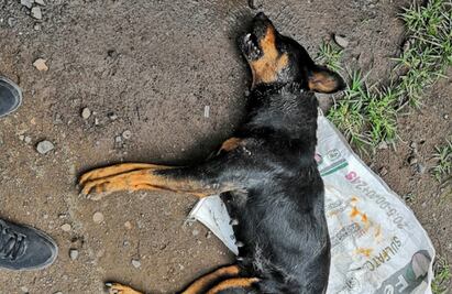 Ordena edil de Michoacán aumentar vigilancia por maltrato animal