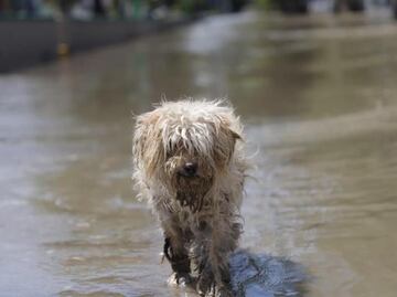 Perros y aves mueren al quedar atrapados en una veterinaria de Tula durante inundación