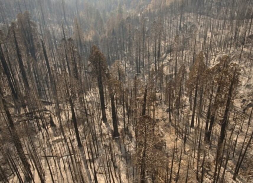 Dónde está General Sherman, el árbol más grande del planeta