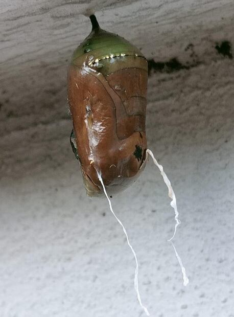14.	Crisálida infectada por moscas parásitas. Las moscas descienden por los zarcillos blancos que cuelgan. (©Omar Vidal)