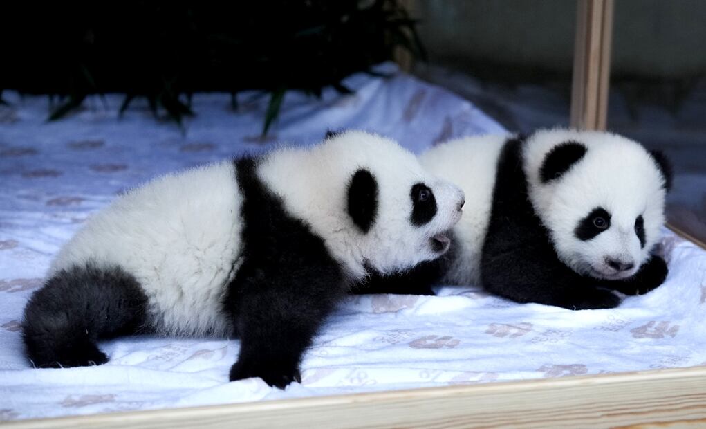Imagen de los cachorros de oso panda gemelos recién nacidos, llamados Meng Hao y Meng Tian o Leni y Lotti, durante la presentación oficial de sus nombres, en el Zoológico de Berlín, Alemania. Foto: AP