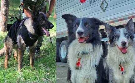 Proteo y otros perritos rescatistas que apoyan en terremoto de Turquía