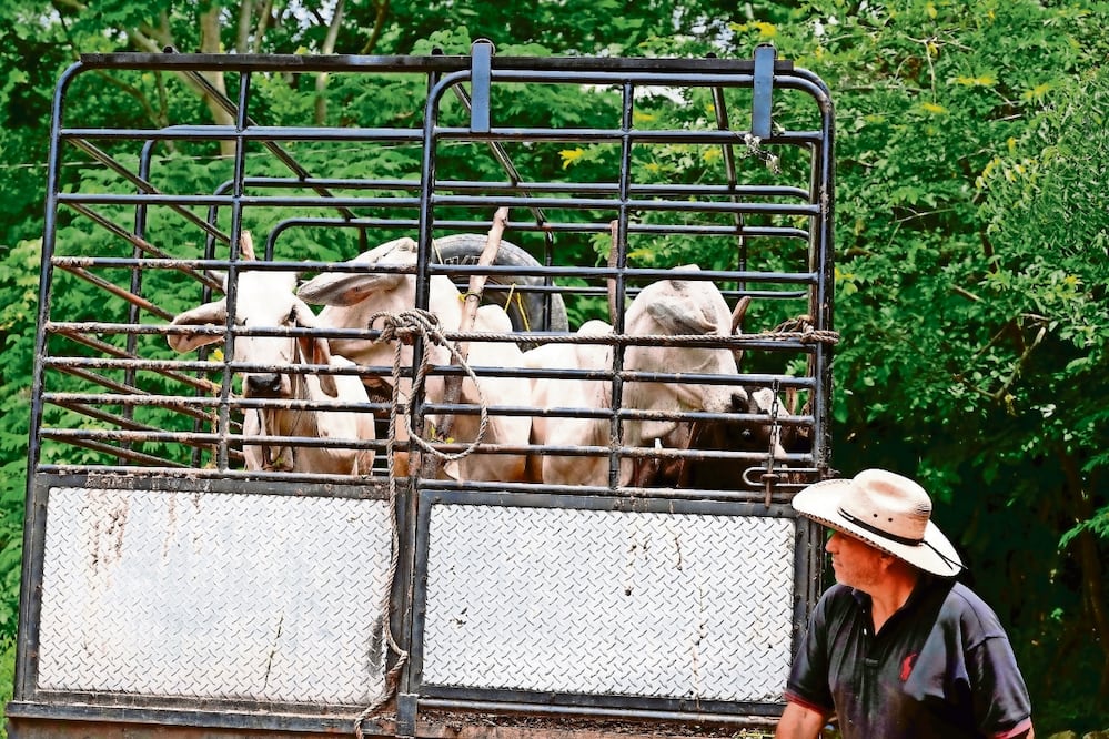 De acuerdo con autoridades, la ausencia de casos del gusano barrenador en el norte del país se confirma con el monitoreo de más de 265 trampas y un sistema de notificación. ARCHIVO EL UNIVERSAL