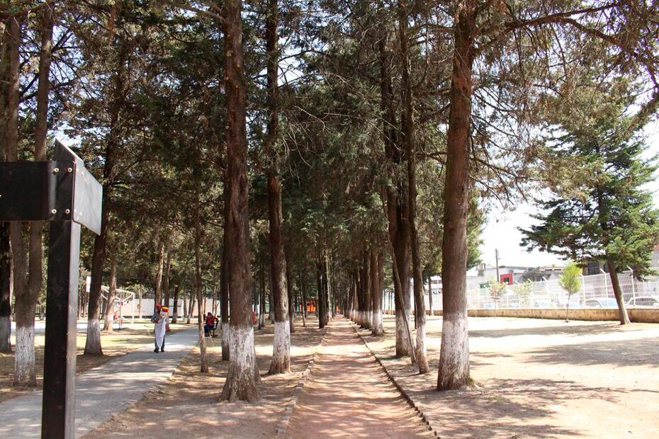 México avanza en sustentabilidad: cada vez más ciudades se suman al reconocimiento "Ciudades Árbol del Mundo"