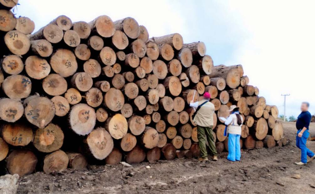 Aseguran 3 mil 455 metros cúbicos de madera en dos aserraderos en el área de influencia de la Reserva de la Biosfera de la Mariposa Monarca. Foto: Profepa