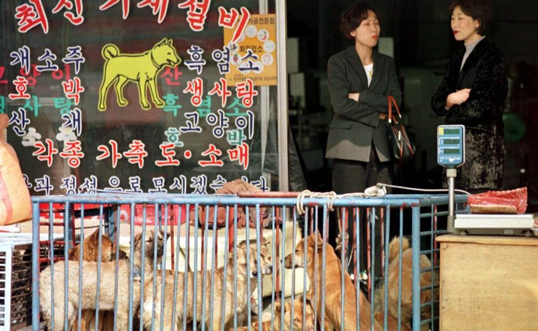 El "kaegogi", caracterizado por su sabor intenso, aroma penetrante y textura correosa, es considerado en la cultura popular coreana un vigorizante sexual para hombres y también se le atribuyen otras propiedades Foto: Reuters/Archivo