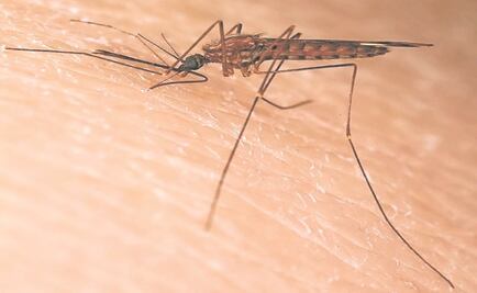 Mueren tres por dengue hemorrágico en Tabasco