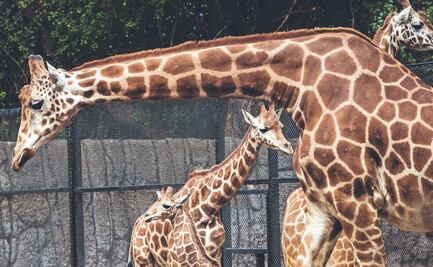 10 datos sobre el Zoológico de Chapultepec, a sus 98 años