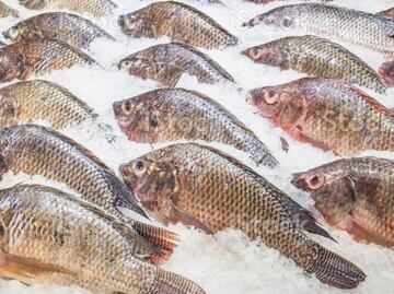 ¡Ojo! el pescado tilapia importado de China es 40% hielo, alerta Profeco