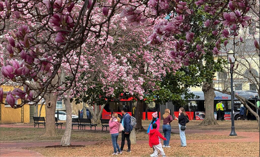 Gente visita la Plaza Lafayette, frente a la Casa Blanca, entre los coloridos cerezos en Washington, D.C., el 22 de marzo de 2025. Foto: AFP