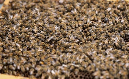 Hombre muere en Texas tras ser atacado por abejas