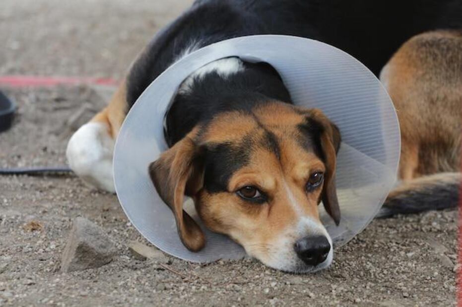 Las orejas rojas en los perros pueden ser un síntoma de distintos problemas. Fuente: Freepik.
