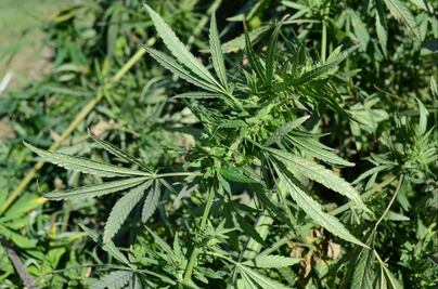 Is the decriminalization of drugs in Mexico possible?