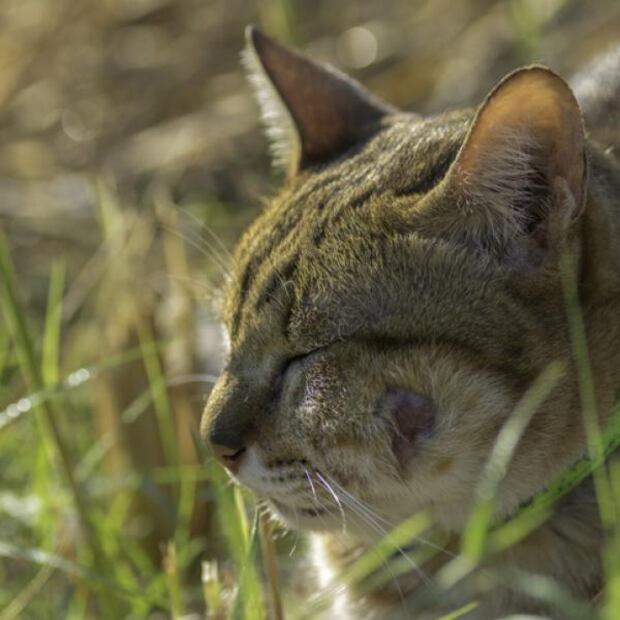 Es crucial no ignorar los signos y actuar de manera rápida para asegurar el bienestar de tu Gato. Fuente: Freepik.
