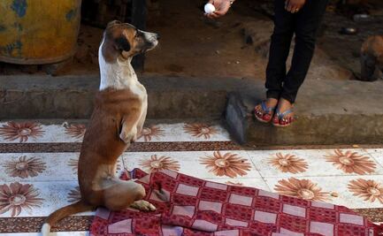 Adoptan en Reino Unido a perrita que fue herida gravemente por un tren en India