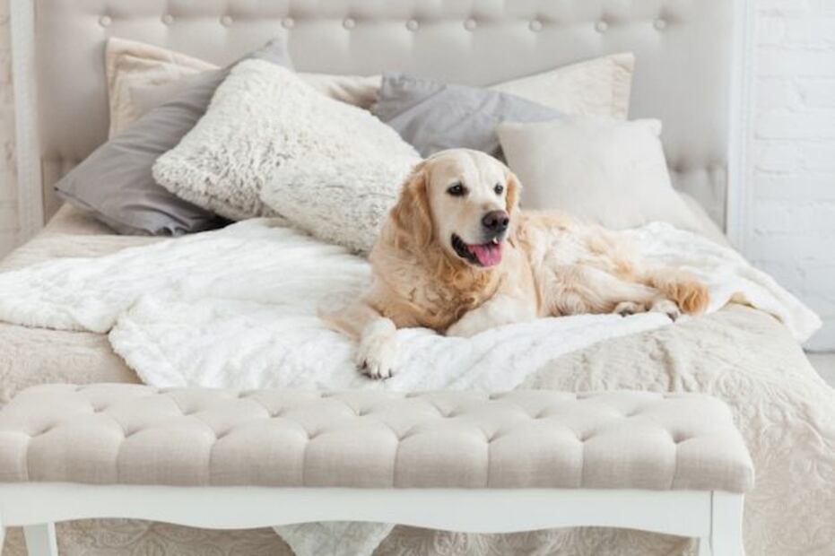 ¿Por qué los perros rascan la cama? Fuente: Freepik.