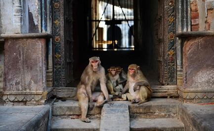 Monos roban muestras de sangre para Covid-19 en la India