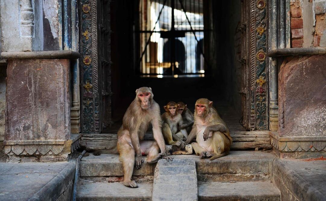 Foto:  SANJAY KANOJIA / AFP, archivo