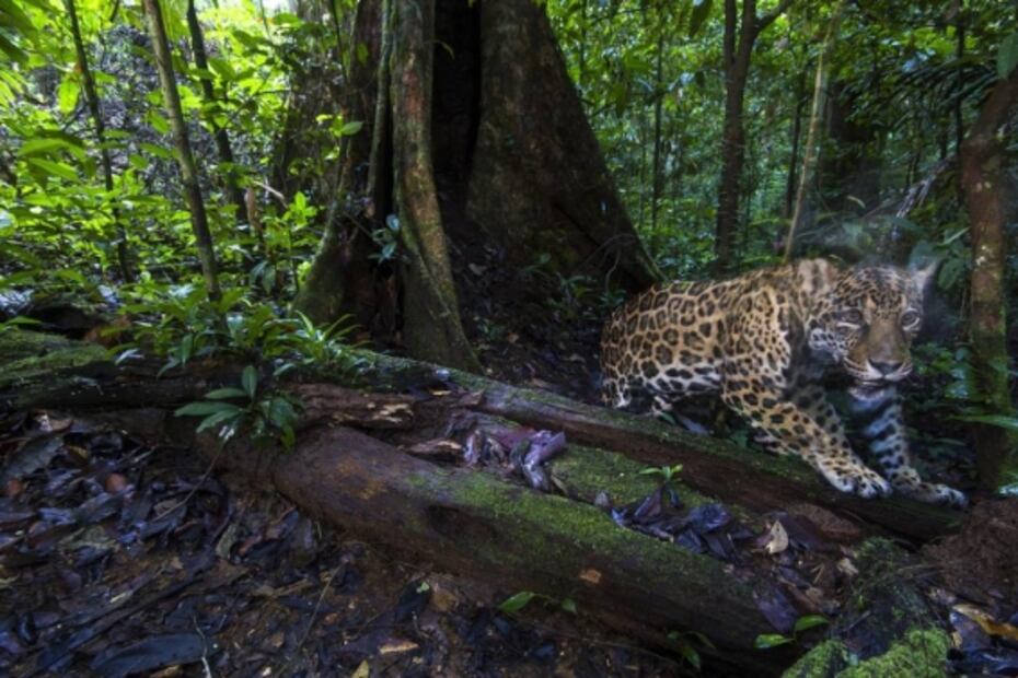 Capturan imágenes en alta resolución de jaguares cerca del Amazonas