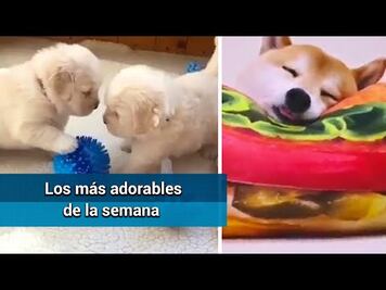 Los videos más adorables y divertidos de la semana