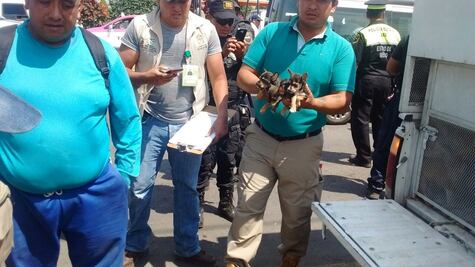 Decomisan 48 perros y 34 aves en tianguis de Chalco