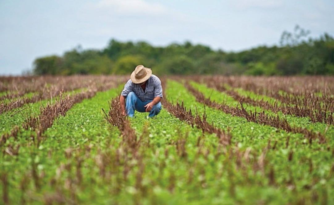 México formará parte del grupo de países incluidos en los nuevos proyectos aprobados por la Organización de las Naciones Unidas para la Alimentación y la Agricultura. Foto: Archivo 