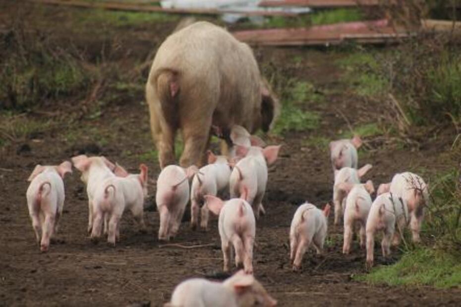 ¿Qué hace más daño, las carnitas o la barbacoa?