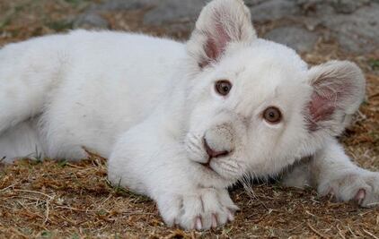 Muere león Xonotli de un año en zoológico de Tlaxcala