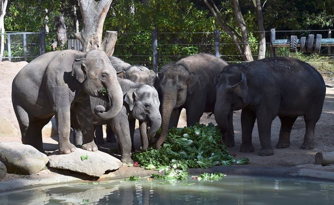 (FOTO: Archivo/EL UNIVERSAL)